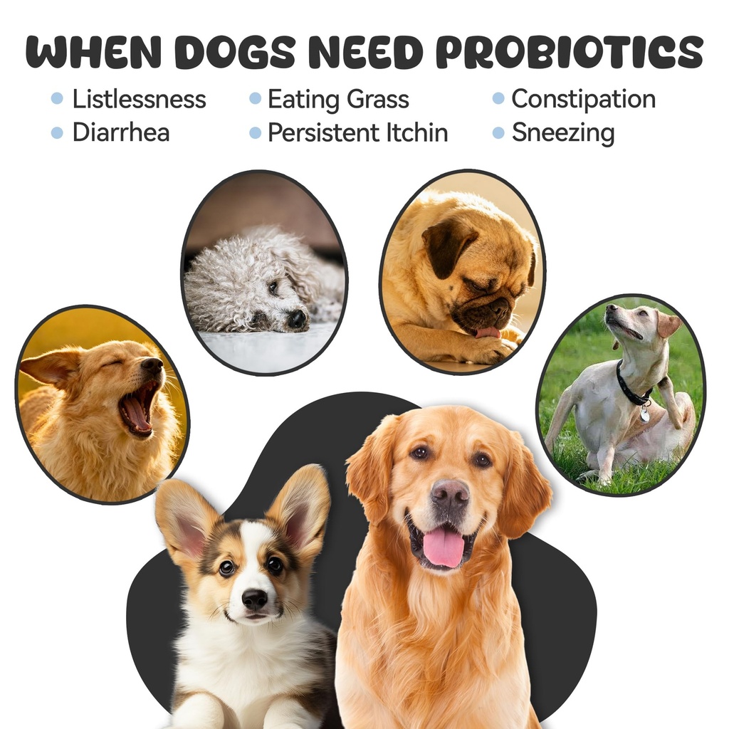 probiotics-for-dogs-boosts-immune-system-2.jpg