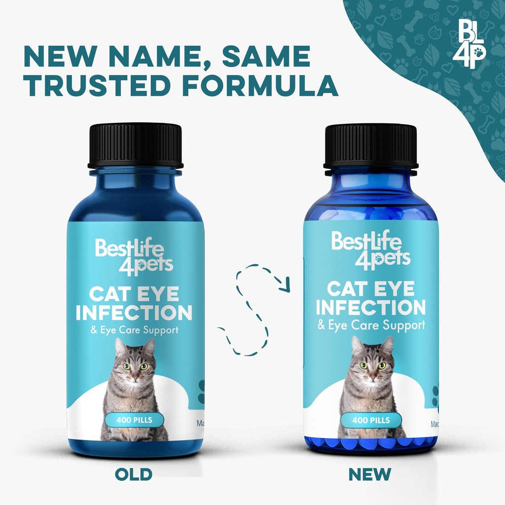 cat-eye-infection-vision-care-support-ho-2.jpg