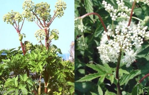 female-ginseng-seeds-dong-quai-chinese-m-2.jpg