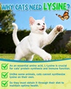 l-lysine-for-cats-lysine-cat-sneezing-co-2.jpg