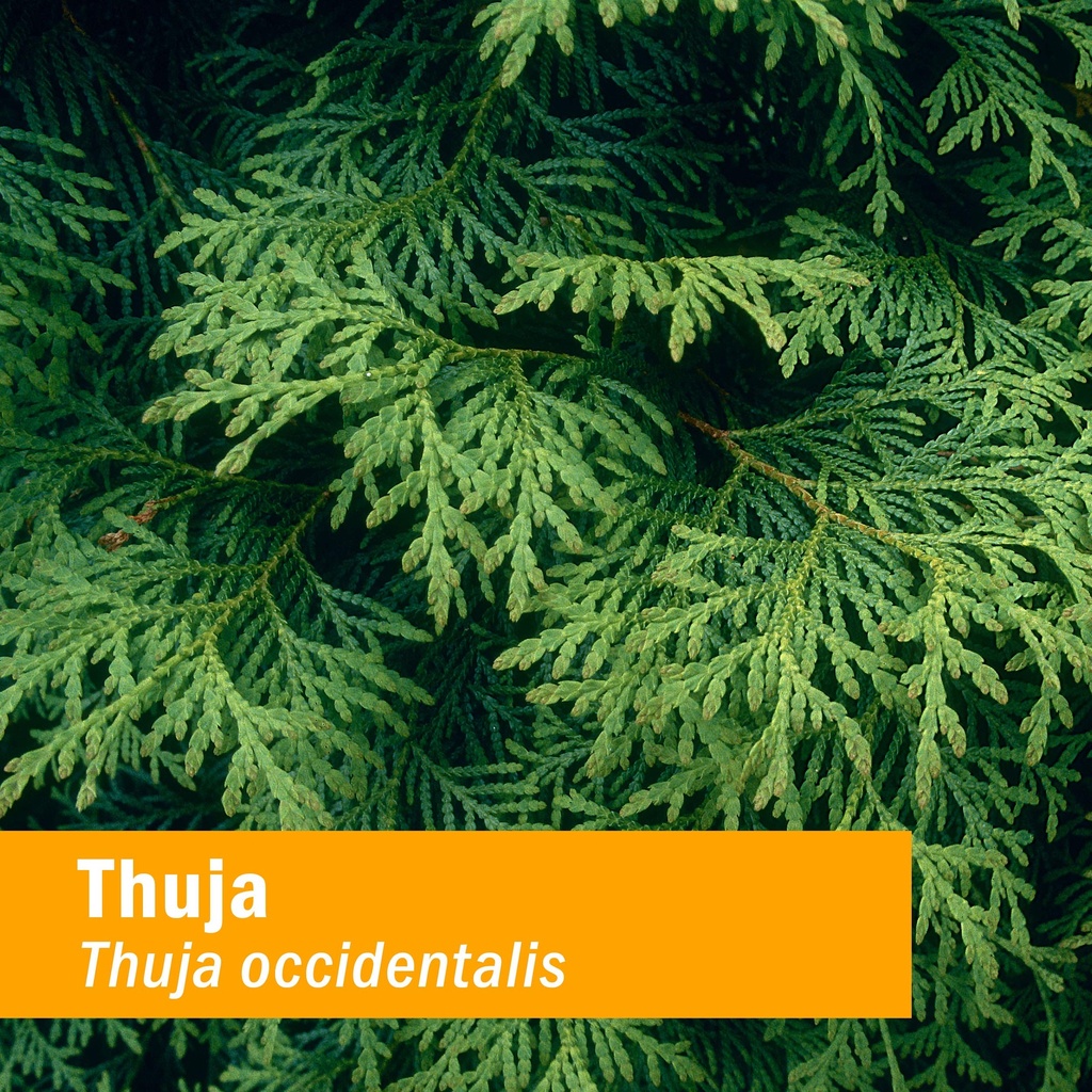 herb-pharm-thuja-branchlet-liquid-extrac-2.jpg