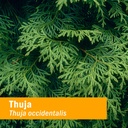 herb-pharm-thuja-branchlet-liquid-extrac-2.jpg