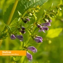 herb-pharm-certified-organic-skullcap-li-6.jpg