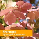 herb-pharm-hydrangea-liquid-extract-for--2.jpg