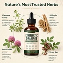 lymphatic-drainage-drops-4-herb-liquid-l-4.jpg