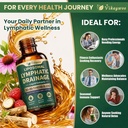 liposomal-lymphatic-drainage-drops-organ-3.jpg