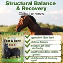 feet-bone-horse-hoof-supplements-tendons-2.jpg