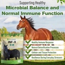 inf-x-horse-immune-booster-supplement-1--4.jpg