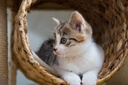 i-love-my-pets-llc-older-cat-supplement--4.jpg
