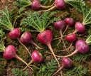 red-maca-root-powder-50-g-herbal-supplem-91SDtev7sbL.jpg