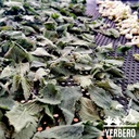 yerbero---stinging-nettle-leaf-root-loos-6.jpg