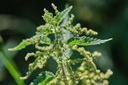 stinging-nettle-seeds-urtica-dioica-from-3.jpg