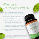cryptolepis-synergy-immune-support-vitam-6.jpg