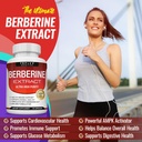 berberine-supplement-1800mg---berberine--4.jpg