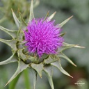 oregons-wild-harvest-milk-thistle-organi-4.jpg