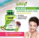 organic-sea-moss-capsules---bladderwrack-2.jpg