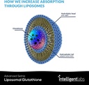 intelligent-labs-liposomal-glutathione---5.jpg