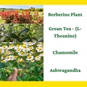 berberine---l-theanine---chamomile---ash-5.jpg