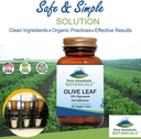 pure-mountain-botanicals-olive-leaf-extr-3.jpg