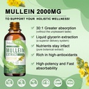 mullein-drops-for-lungs-lymphatic-draina-2.jpg