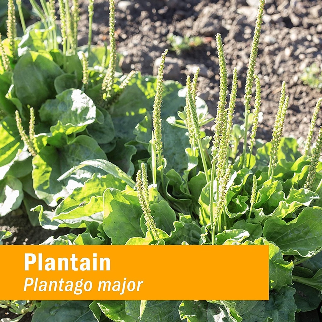 herb-pharm-certified-organic-plantain-li-6.jpg