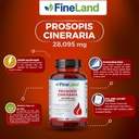fineland-prosopis-cineraria-401-extract--3.jpg
