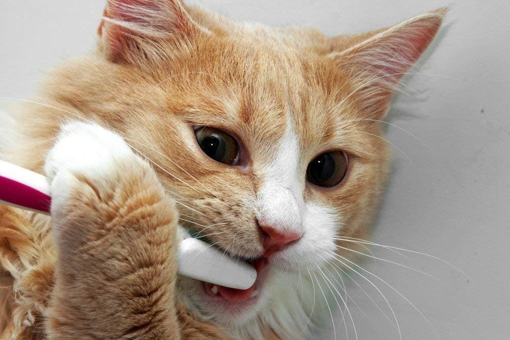 bad-breath-cat-treats---cat-teeth-health-3.jpg