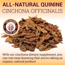 quinine-capsules---cinchona-officinalis--4.jpg