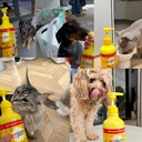 PetJesty Pure Omega 3 Oil for Dogs & Cats 26.39oz - Omega 3 Skin & Coat Support- Liquid Food Supplement for Pets - Vegan pet + DHA for Joint Function, Immune & Heart Health, Non Fish Oil Dog and Cat 5