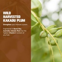 LIFE CYKEL AM Bundle- Energy Support, Immune System Support, Hair Skin & Nails Health- 100% Organic Mushrooms- Cordyceps Turkey Tail & Shiitake w/ Kakadu Plum, Made in the US, Non-GMO - 3 ct(2oz each) 6