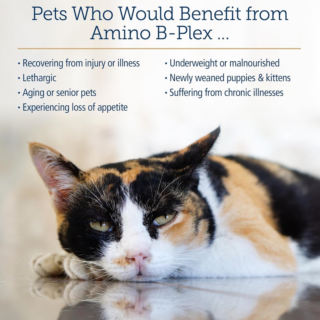 Rx Vitamins Amino B Plex Cat & Dog Supplement - Vitamin B Complex Liquid Plus Amino Acids for Dogs & Cats - Appetite Booster and Weight Gainer Cat & Dog Vitamins - 2 oz 5