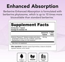 Theralogix Berberine Enhanced Absorption - 90-Day Supply - Made with Berberine Phytosome to Help Support Healthy Metabolism & Hormone Balance* - NSF Certified - 90 Capsules 3