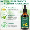 Mullein Drops for Lungs,Mullein Leaf Extract for Lungs,Natural Cleanse,Mullein Leaf Liquid Extract Supplement,Vegetarian Healthy Lifestyle,2 FL OZ 3