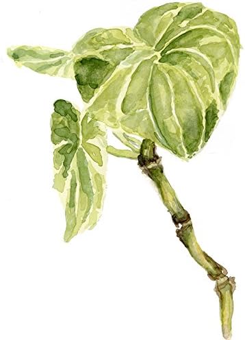 Kava Root Extract 1oz Coconut Flavored 5