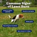 Solid Gold Cranberry Supplement for Dogs & Cats for Urinary Tract Health - Berry Balance Chews UTI + Bladder + Kidney Support for Cats and Dogs with Antioxidants 4