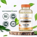 boswellia-serrata-extract-joint-support--6.jpg