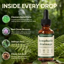 lymphatic-drainage-drops-lymphatic-syste-3.jpg