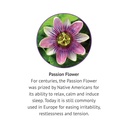 botanic-choice-passion-flower-rosemary-l-6.jpg