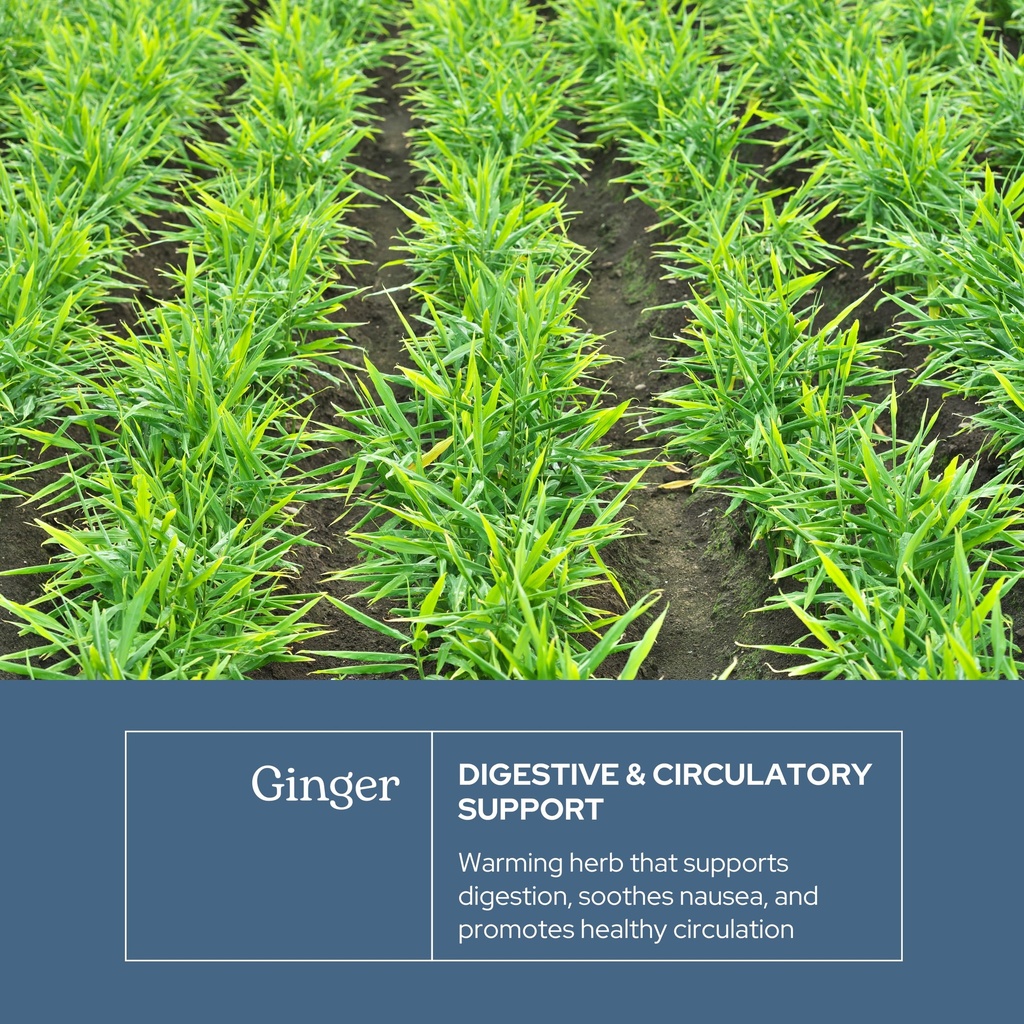 eclectic-herb-ginger-capsules-antioxidan-3.jpg