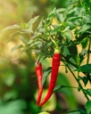 herb-pharm-certified-organic-cayenne-liq-6.jpg