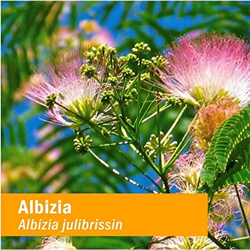 herb-pharm-albizia-liquid-extract-for-ca-6.jpg