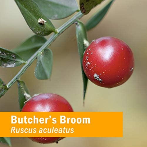 herb-pharm-butcher-s-broom-liquid-extrac-5.jpg