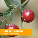 herb-pharm-butcher-s-broom-liquid-extrac-5.jpg