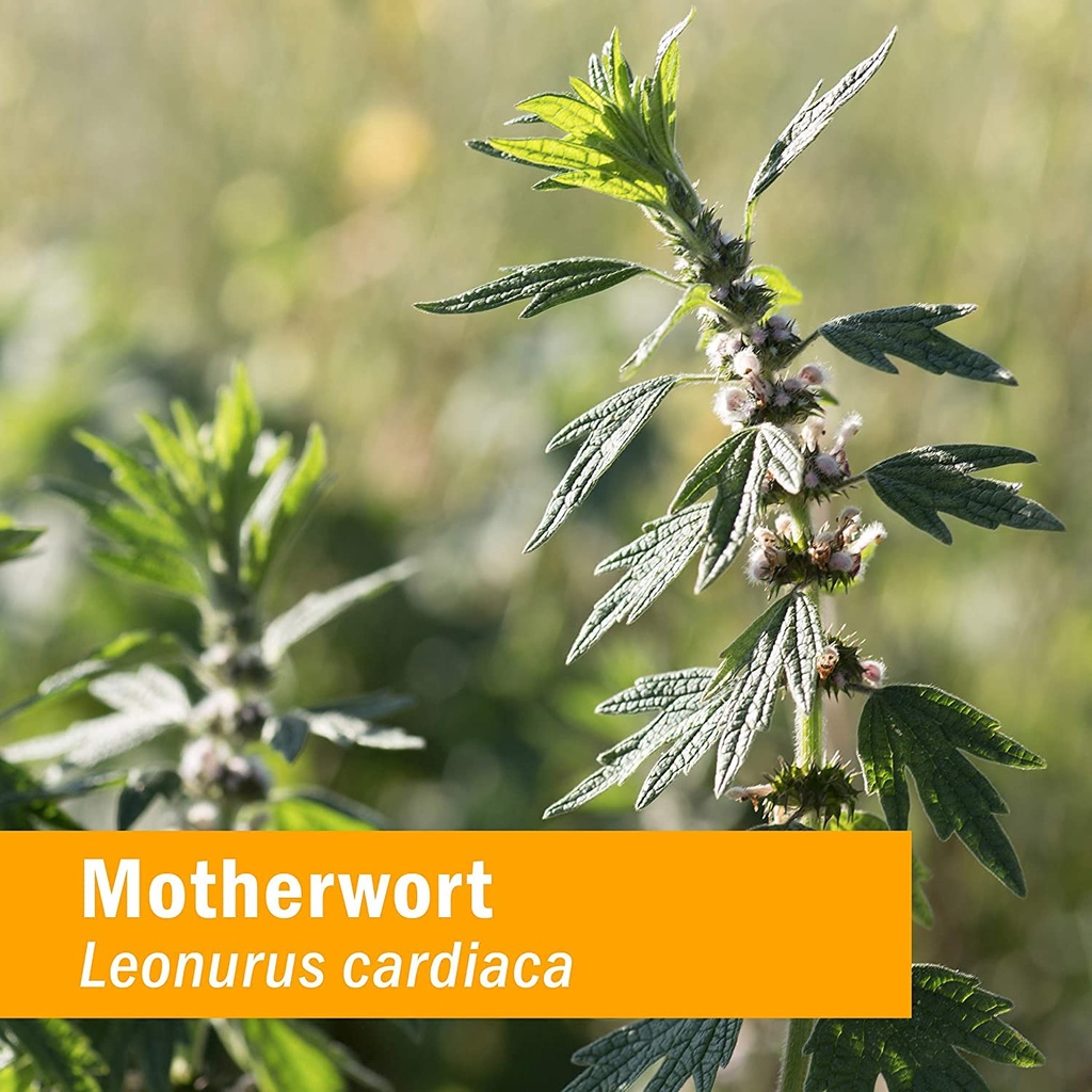 herb-pharm-certified-organic-motherwort--3.jpg