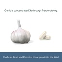 eclectic-herb-garlic-capsules-cardiovasc-6.jpg