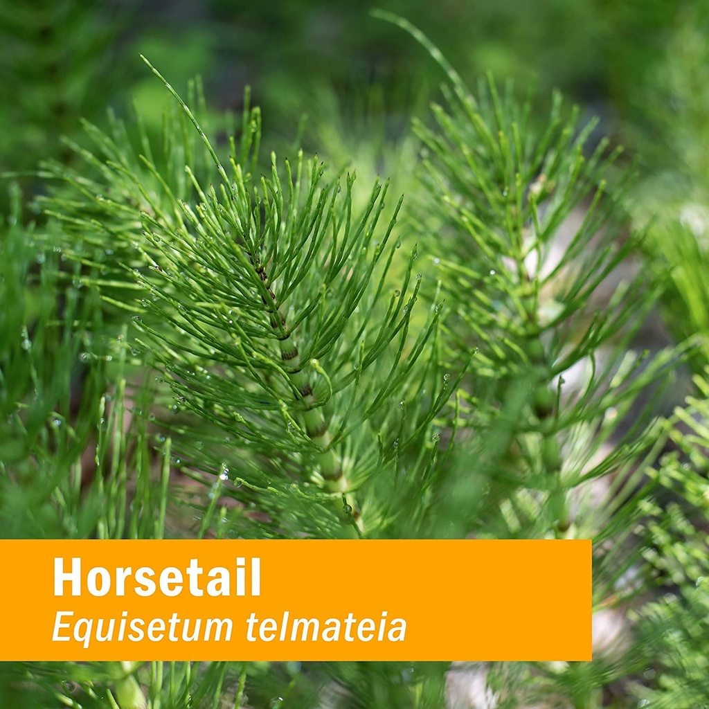 herb-pharm-horsetail-liquid-extract-drop-5.jpg