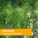 herb-pharm-horsetail-liquid-extract-drop-5.jpg
