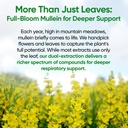 mullein-drops-for-lungs-120-servings-mul-2.jpg
