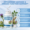 lymphatic-drainage-supplement-with-echin-6.jpg