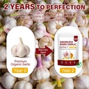 aged-garlic-extract-capsules-300-softgel-2.jpg